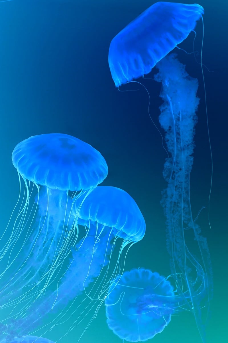 Ethereal Jellyfish